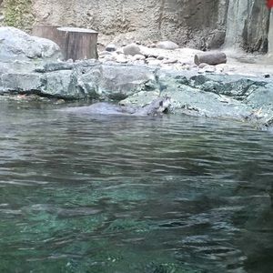 Meet your Posher, Manuela